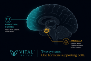 Diagram of prefrontal cortex and amygdala in the brain